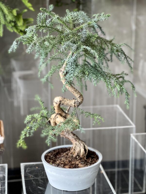 bonsai araucaria