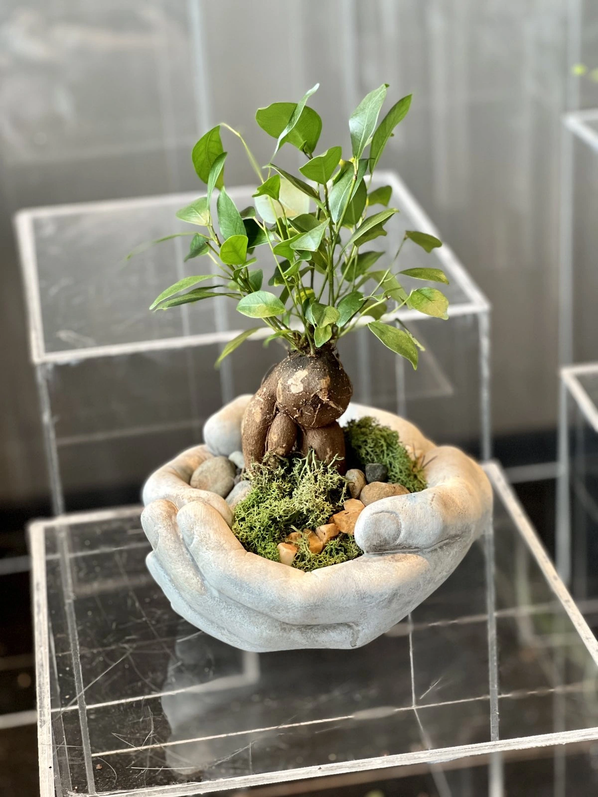 augalas vazone delnuose bonsai